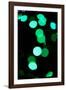 Green Bokeh-Erin Berzel-Framed Photographic Print