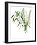 Green Bouquet I-Melissa Wang-Framed Art Print