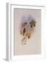 Green-Breasted Sapphironia, Sapphironia Goudoti-John Gould-Framed Giclee Print