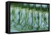 Green bridge reflection in water.-Cindy Miller Hopkins-Framed Stretched Canvas