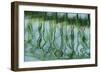 Green bridge reflection in water.-Cindy Miller Hopkins-Framed Photographic Print