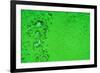 Green Bubbles-Steve Gadomski-Framed Photographic Print