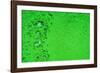 Green Bubbles-Steve Gadomski-Framed Photographic Print