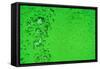 Green Bubbles-Steve Gadomski-Framed Stretched Canvas