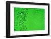 Green Bubbles-Steve Gadomski-Framed Photographic Print