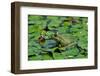 Green Bullfrog-salajean-Framed Photographic Print