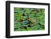 Green Bullfrog-salajean-Framed Photographic Print