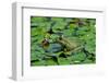 Green Bullfrog-salajean-Framed Photographic Print