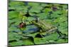 Green Bullfrog-salajean-Mounted Photographic Print