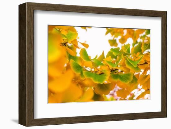 Green butterflies-Philippe Sainte-Laudy-Framed Photographic Print