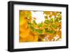 Green butterflies-Philippe Sainte-Laudy-Framed Photographic Print