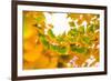 Green butterflies-Philippe Sainte-Laudy-Framed Photographic Print