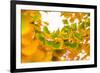 Green butterflies-Philippe Sainte-Laudy-Framed Photographic Print