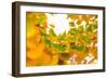 Green butterflies-Philippe Sainte-Laudy-Framed Photographic Print