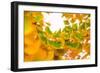 Green butterflies-Philippe Sainte-Laudy-Framed Photographic Print
