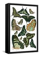 Green Butterfly Study-Vision Studio-Framed Stretched Canvas