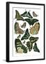 Green Butterfly Study-Vision Studio-Framed Art Print