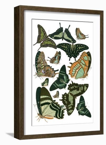 Green Butterfly Study-Vision Studio-Framed Art Print