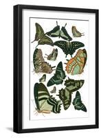 Green Butterfly Study-Vision Studio-Framed Art Print