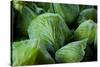 Green Cabbage Fresh Produce Photo Poster Print-null-Stretched Canvas