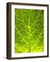 Green Cabbage-null-Framed Photographic Print