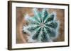 Green Cactus with Big Needles Close-Up, Texture-Olllllga-Framed Photographic Print