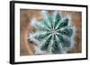 Green Cactus with Big Needles Close-Up, Texture-Olllllga-Framed Photographic Print