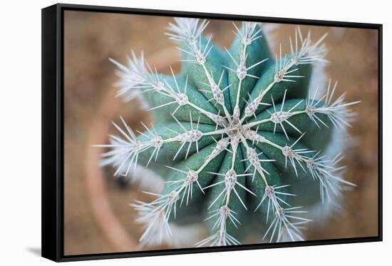 Green Cactus with Big Needles Close-Up, Texture-Olllllga-Framed Stretched Canvas