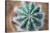 Green Cactus with Big Needles Close-Up, Texture-Olllllga-Stretched Canvas