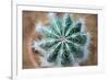 Green Cactus with Big Needles Close-Up, Texture-Olllllga-Framed Photographic Print