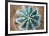 Green Cactus with Big Needles Close-Up, Texture-Olllllga-Framed Photographic Print