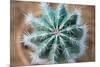 Green Cactus with Big Needles Close-Up, Texture-Olllllga-Mounted Photographic Print