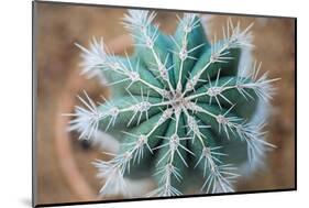 Green Cactus with Big Needles Close-Up, Texture-Olllllga-Mounted Photographic Print