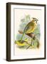 Green Cardinal-F.w. Frohawk-Framed Art Print