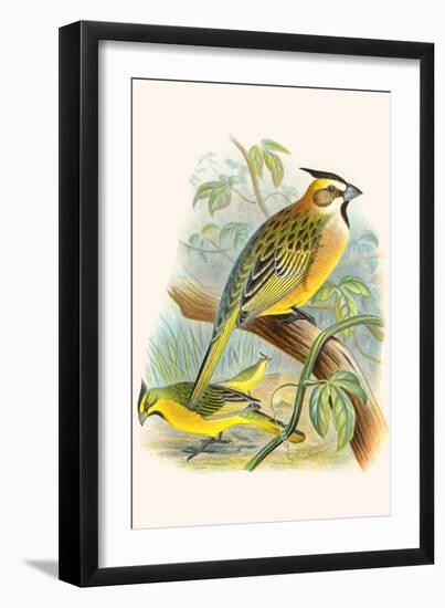 Green Cardinal-F.w. Frohawk-Framed Art Print