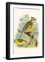 Green Cardinal-F.w. Frohawk-Framed Art Print