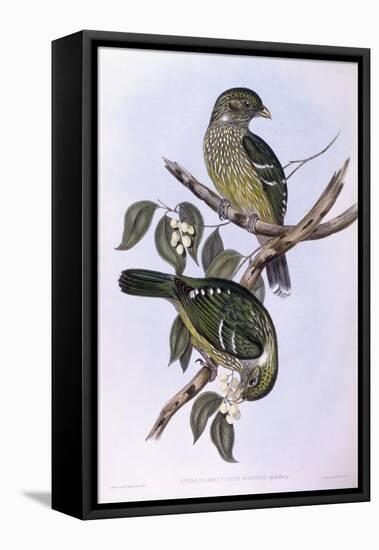 Green Catbird (Ailuroedus Crassirostris)-John Gould-Framed Stretched Canvas