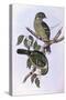 Green Catbird (Ailuroedus Crassirostris)-John Gould-Stretched Canvas