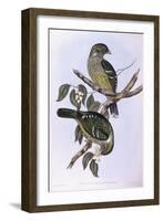 Green Catbird (Ailuroedus Crassirostris)-John Gould-Framed Giclee Print