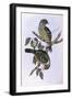 Green Catbird (Ailuroedus Crassirostris)-John Gould-Framed Giclee Print