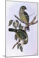 Green Catbird (Ailuroedus Crassirostris)-John Gould-Mounted Giclee Print