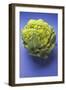 Green Cauliflower on Blue Background-Foodcollection-Framed Photographic Print