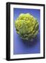 Green Cauliflower on Blue Background-Foodcollection-Framed Photographic Print