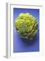 Green Cauliflower on Blue Background-Foodcollection-Framed Photographic Print