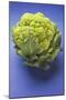 Green Cauliflower on Blue Background-Foodcollection-Mounted Photographic Print