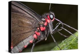 Green-Celled Cattleheart Butterfly, Costa Rica-null-Stretched Canvas