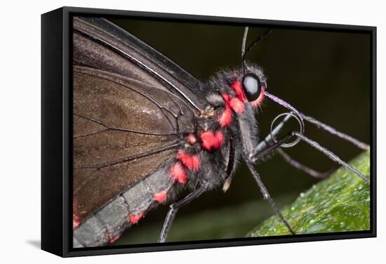 Green-Celled Cattleheart Butterfly, Costa Rica-null-Framed Stretched Canvas