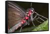 Green-Celled Cattleheart Butterfly, Costa Rica-null-Framed Stretched Canvas