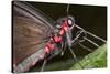 Green-Celled Cattleheart Butterfly, Costa Rica-null-Stretched Canvas