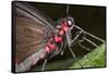Green-Celled Cattleheart Butterfly, Costa Rica-null-Framed Stretched Canvas